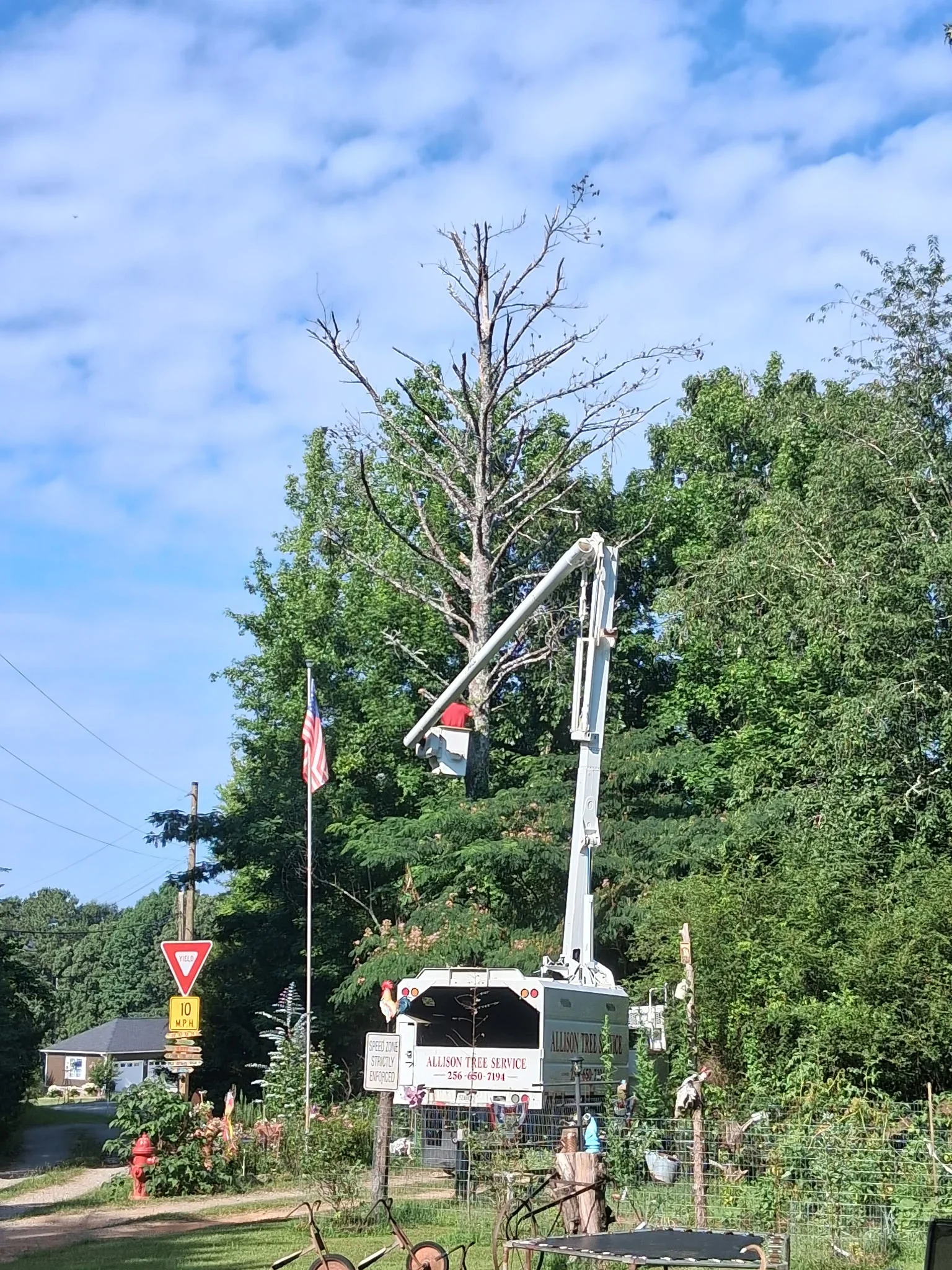 Bucket truck removing large dead tree with bare branches in residential yard
