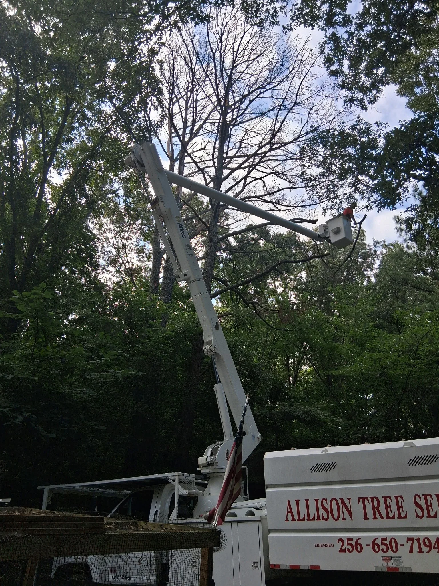 Bucket truck with extended boom removing large tree branches in wooded area