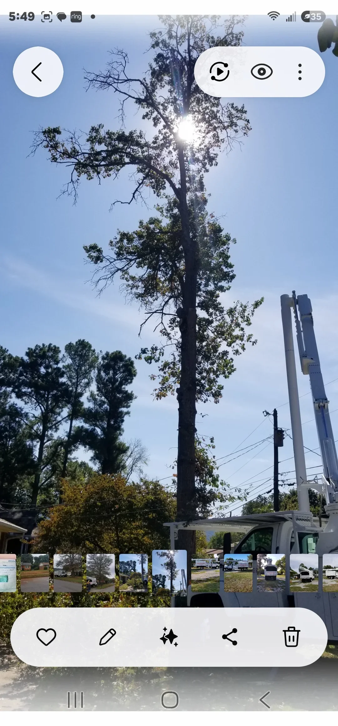 Bucket truck positioned next to tall tree with dead branches during removal operation