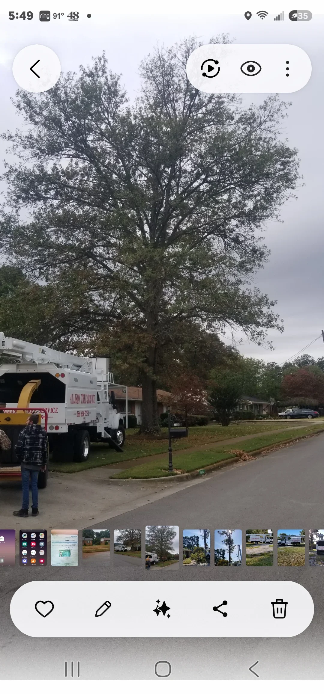 Large oak tree removal with service truck and crew on residential street