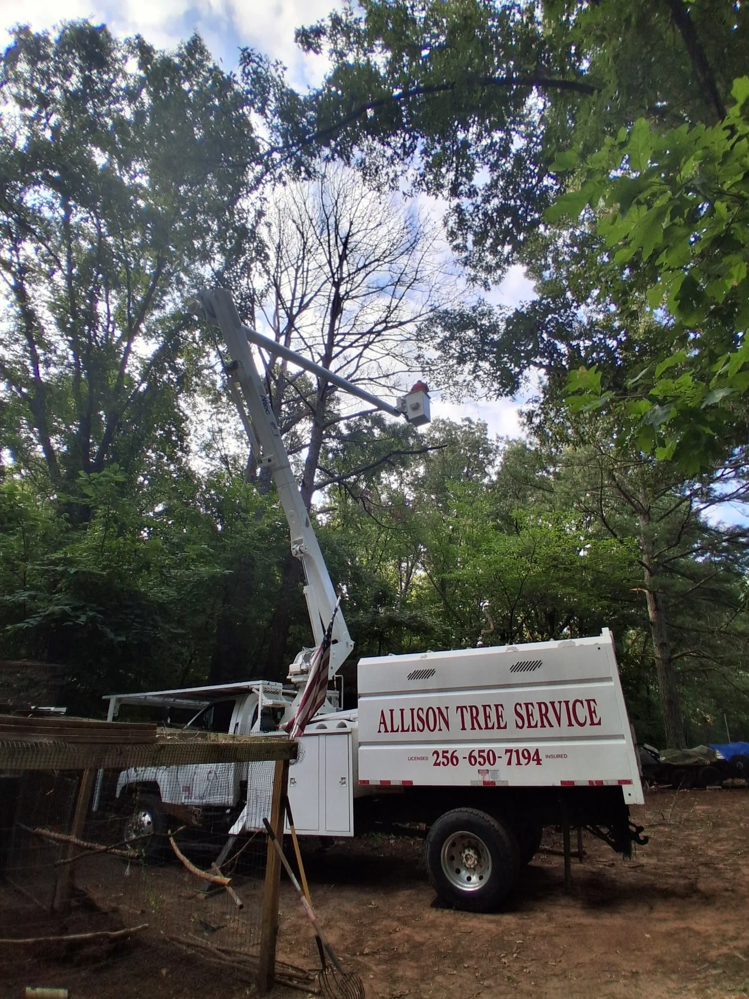 Bucket truck with extended boom removing large dead tree in wooded residential area