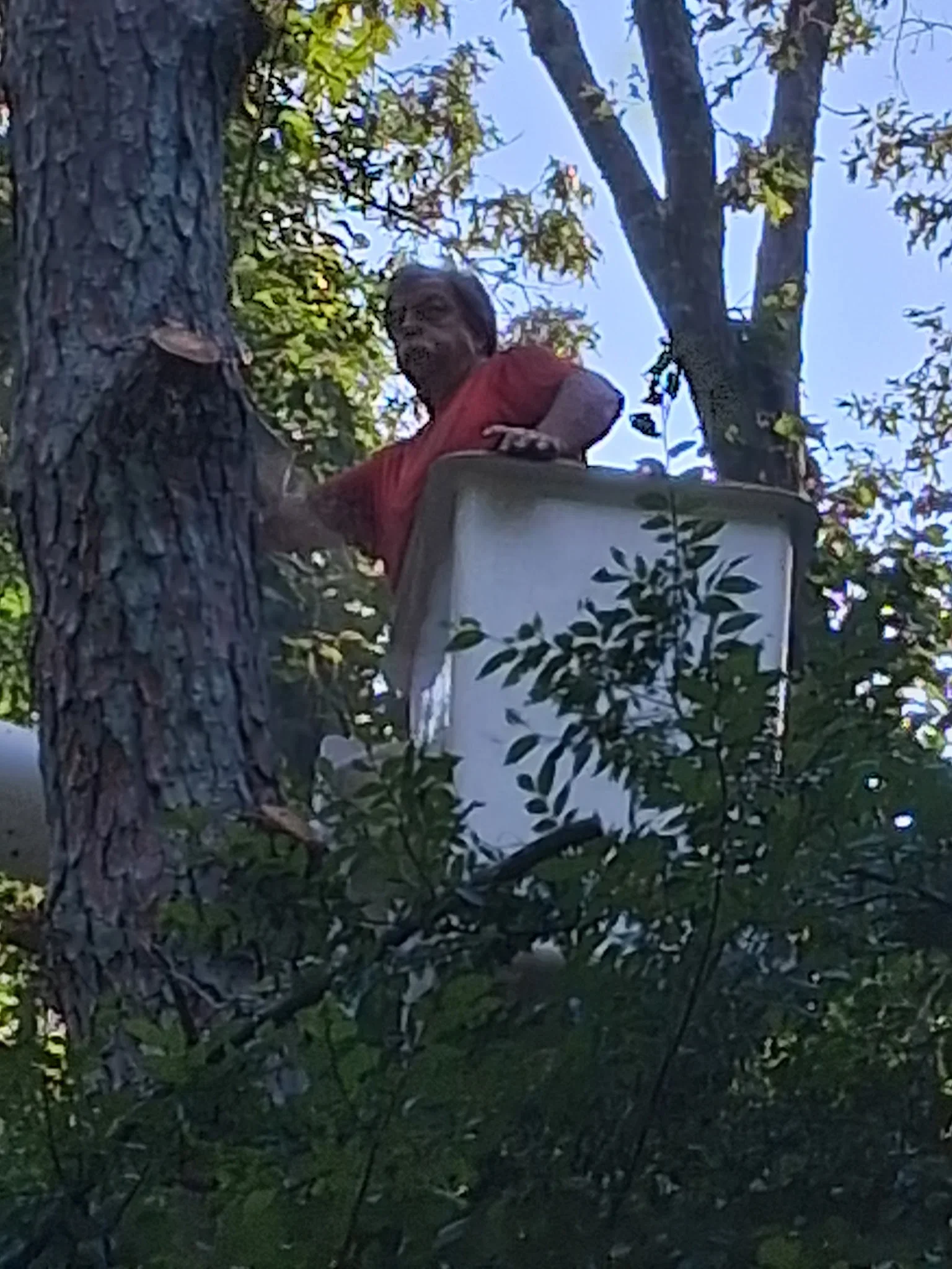 Arborist removing large tree limbs from mature oak tree surrounded by dense foliage