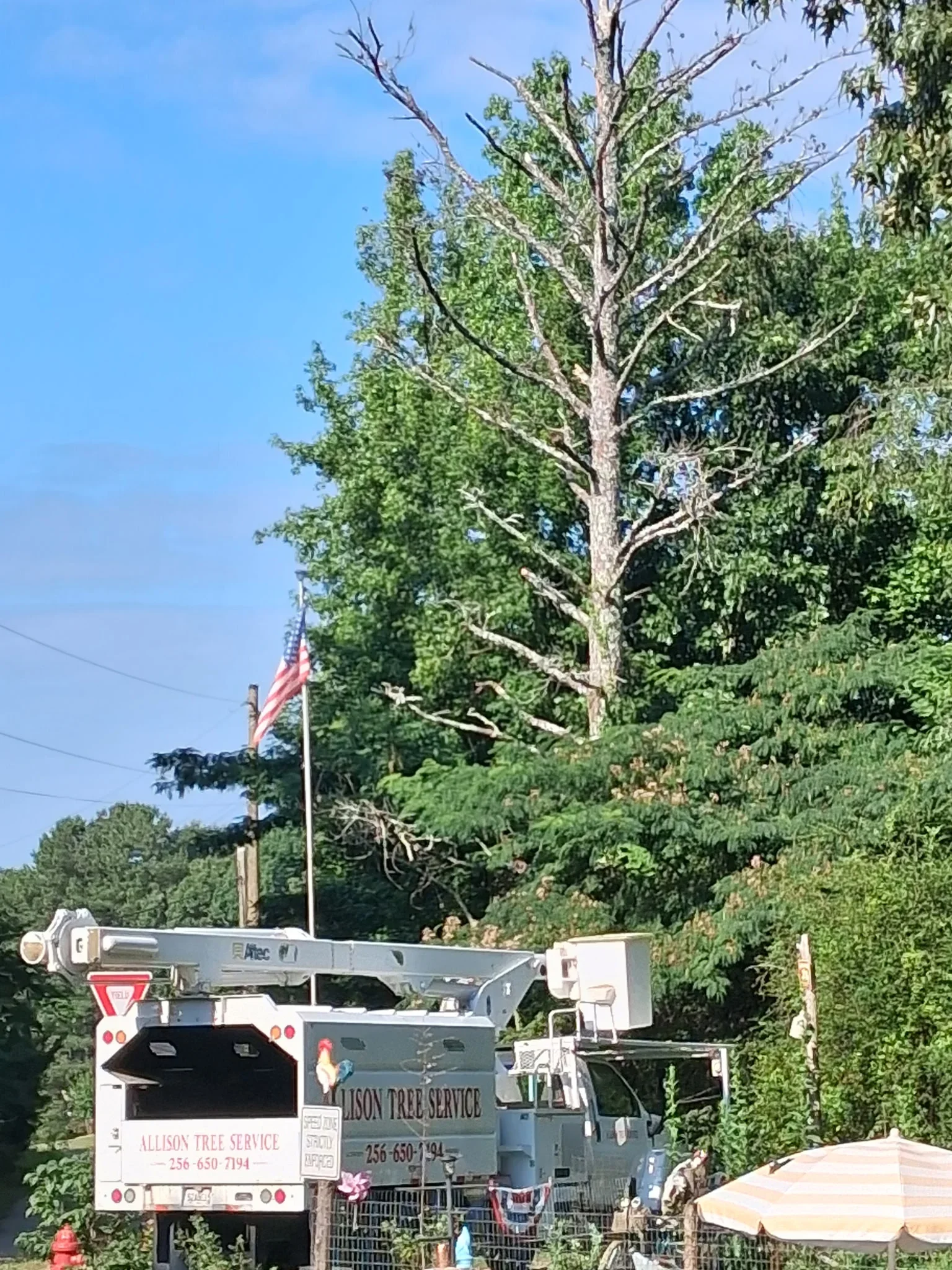 Bucket truck removing large tree with crew operating aerial lift equipment