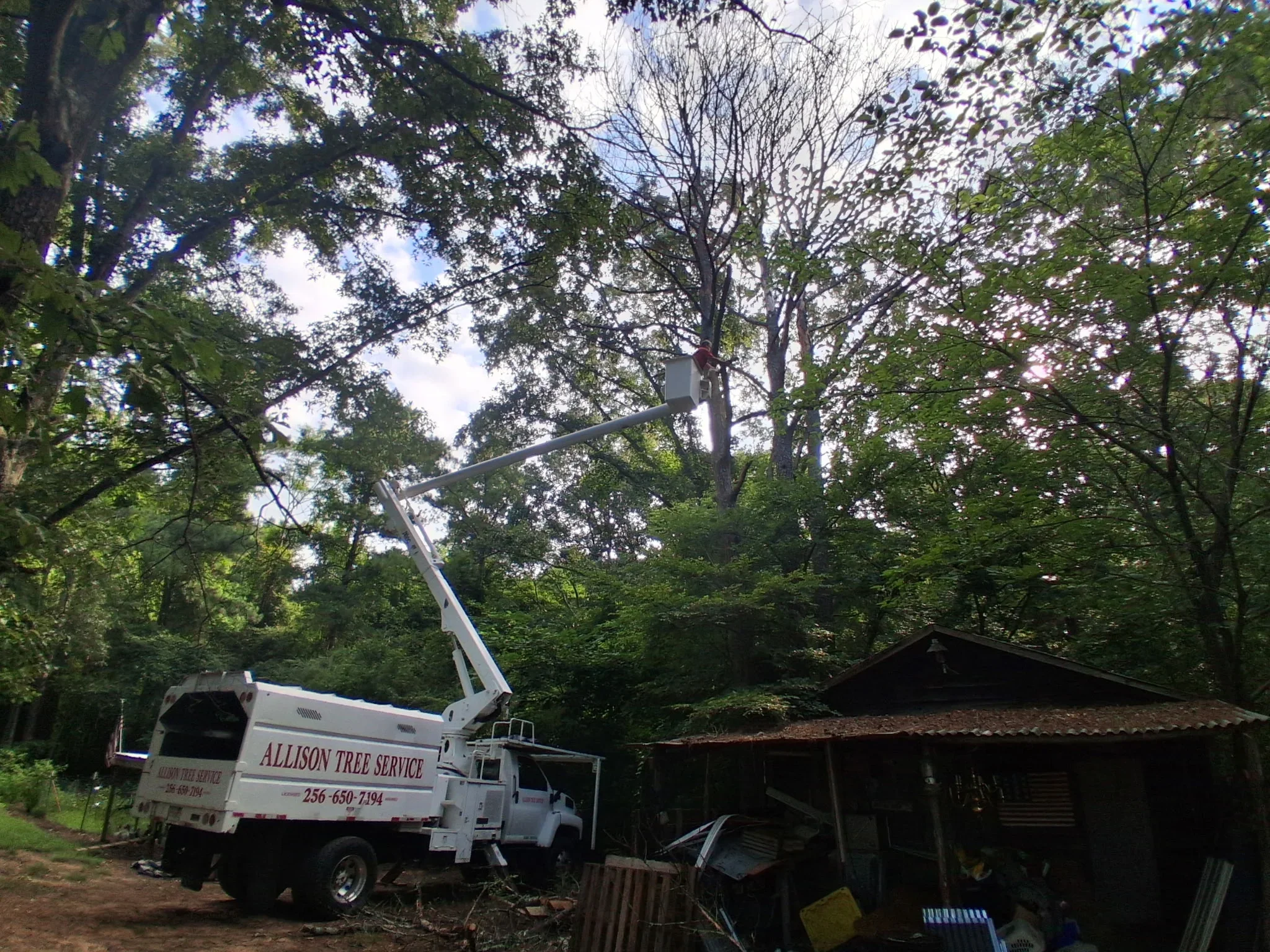 White bucket truck with extended boom removing large tree from residential property surrounded by mature trees