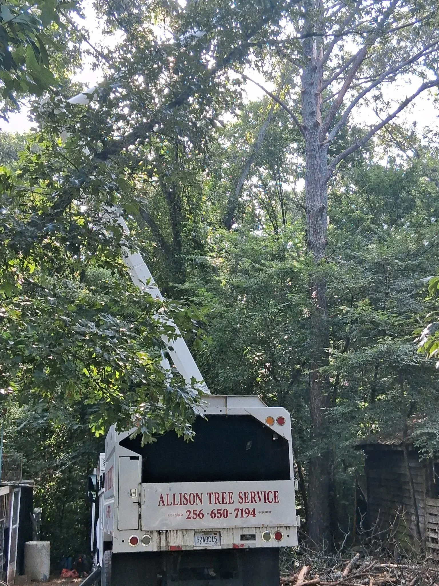 Allison Tree Service truck with lift removing large oak tree from residential property